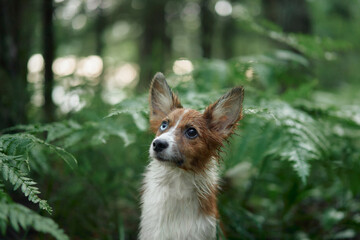 A Border Pap sits calmly surrounded by lush forest ferns. The natural setting and soft lighting enhance the dog peaceful expression.