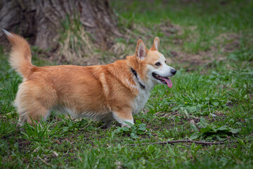 Beautiful cute Welsh Corgi dog posing for the camera during a summer walk.