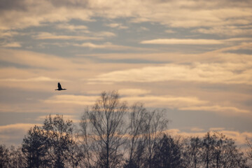 Kormoran im Sonnenlicht