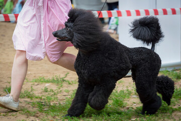 A black poodle at a dog show.