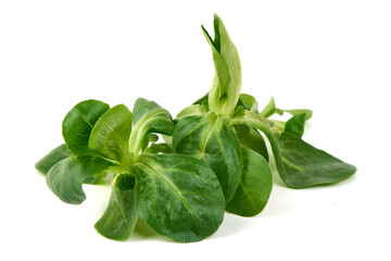 Fresh Lamb's Lettuce, isolated on white background.