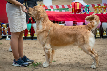 A beautiful friendly golden retriever  at a dog show.