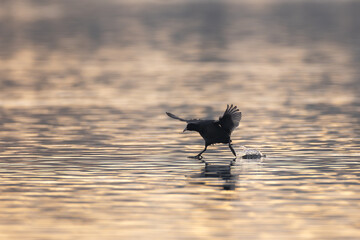 Blässhuhn im Wasser