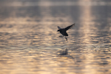 Blässhuhn im Wasser