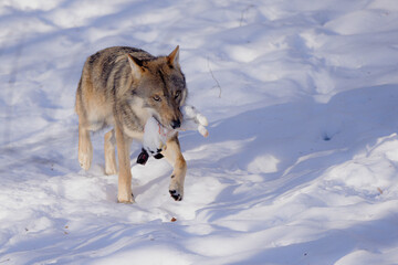 Wolf