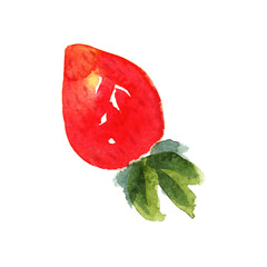 Fresh strawberry watercolor fruit hand painted.