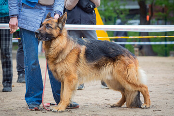 A German shepherd stands in the ring at a dog show