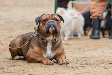 The Olde English Bulldogge  at a dog show.