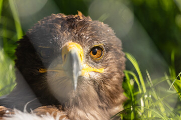 Steinadler