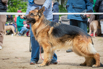 A German shepherd stands in the ring at a dog show