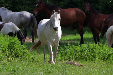 Obraz premium Majestic white horse.
