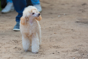 A beautiful poodle is out for a walk in the summer