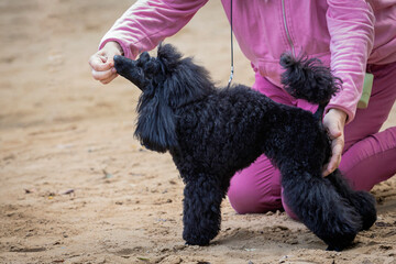 A black poodle at a dog show.