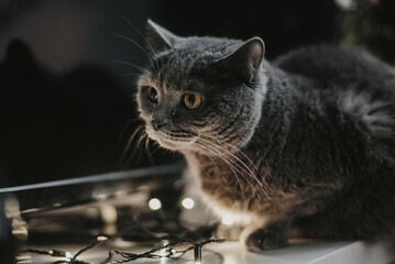 grey cat with lights