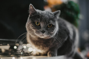 grey cat with lights