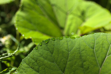 Close up of the Petasites plants