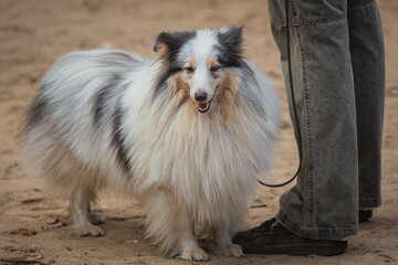 Shetland Sheepdog (Sheltie) at a dog show.