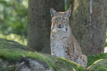 Luchs