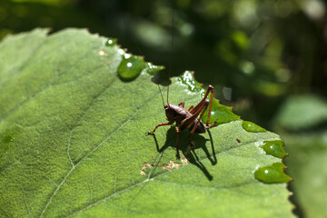 A cricket perched on a Petasites plant
