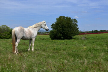 Fototapeta premium Majestic white horse.