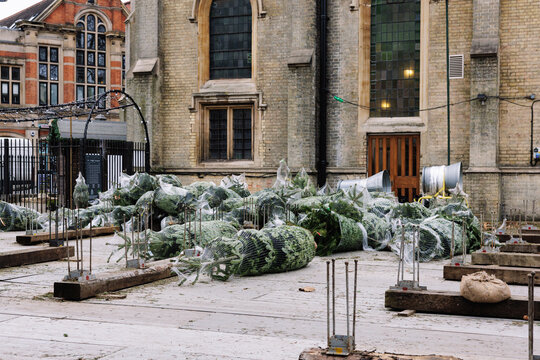 Unsold christmas trees wrapped in nets lying on wooden planks after christmas