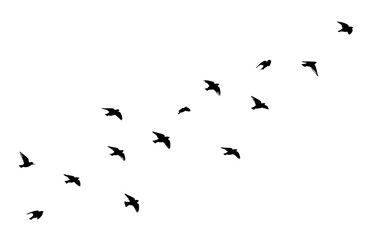 Flying birds silhouette flock. hand drawing. Not AI. Vector illustration
