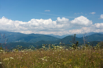 A scenic meadow in Tribil vibrant with colorful wildflowers