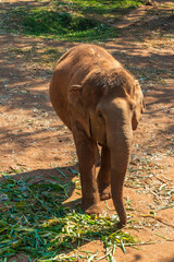 Elephant Nature Park Chiang Mai and Sanctuary