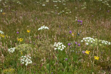 Wildflowers on a scenic hiking trail in the Tribil meadow
