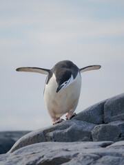 Chinstrap penguin. Antarctica, Palmer Archipelago, Hydrurga Rocks