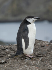 Chinstrap penguin. Antarctica, South Shetland Islands, Barrientos Island