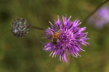 European Honey Bee on Greater Knapweed Centaurea, Meadow of Tribil, Italy