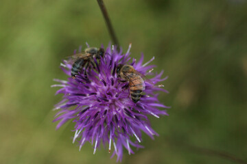 Fototapeta premium European Honey Bee on Greater Knapweed Centaurea, Meadow of Tribil, Italy