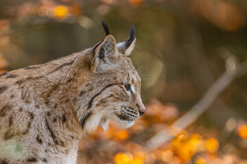 Fototapeta premium Luchs