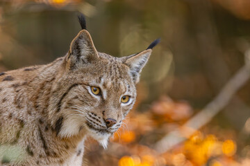 Luchs