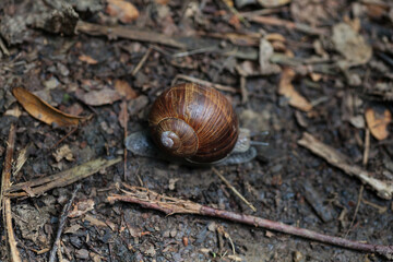 A Roman Snail on a dirt track in a wooded area.