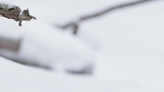 Eurasian jays eating meat in a snowy forest.