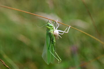 Female grasshopper sits on grass immediately after molting