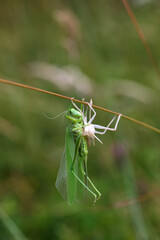Female grasshopper sits on grass immediately after molting