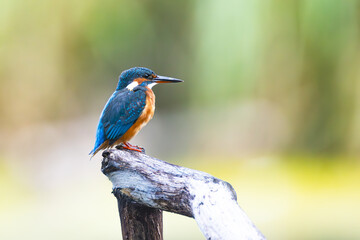 Eisvogel