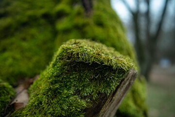 close-up of moss on the tree
