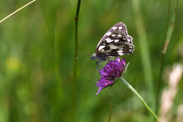 Obraz premium Marbled white butterfly on a Knautia flower