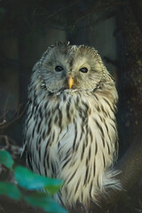 great horned owl