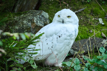 Fototapeta premium snowy owl in the zoo