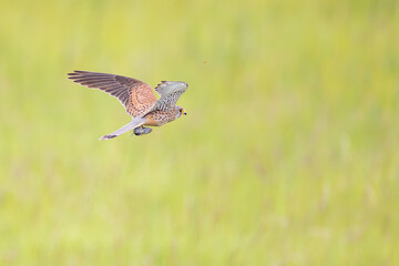 Turmfalke bei der Jagd mit Beute