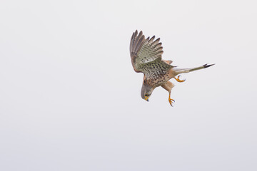 Fototapeta premium Turmfalke bei der Jagd mit Beute