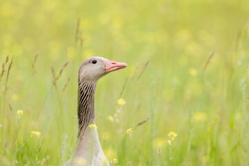 Graugans in Wiese