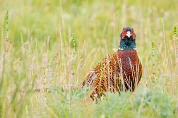 Fasan in Wiese