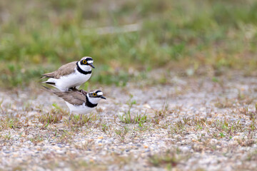 Flussregenpfeifer bei der Balz 