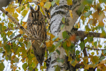 homny owl on tree